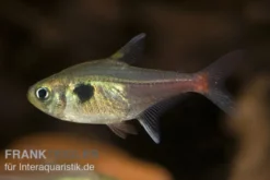 Gelber Phantomsalmler, Hyphessobrycon roseus