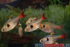 Gelber Phantomsalmler, Hyphessobrycon roseus