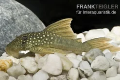 Gelber Phantomwels, L200a, Ancistrus sp., 6-8 cm