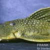Gelber Phantomwels, L200, Hemiancistrus subviridis, 8 cm