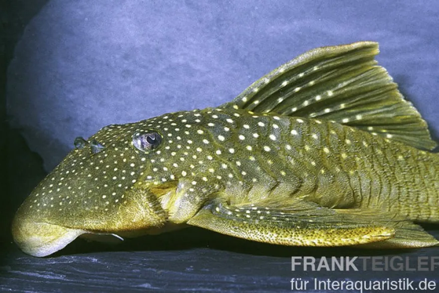 Gelber Phantomwels, L200, Hemiancistrus subviridis, 8 cm