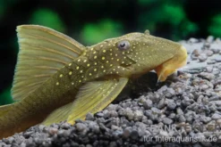 Gelber Phantomwels, L200, Hemiancistrus subviridis, 8 cm