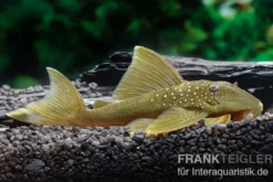 Gelber Phantomwels, L200, Hemiancistrus subviridis, 8 cm