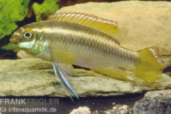 Gelber Purpurprachtbarsch, Pelvicachromis pulcher yellow, 4-6 cm