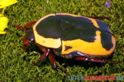 Gelber Rosenkäfer, Pachnoda aemula