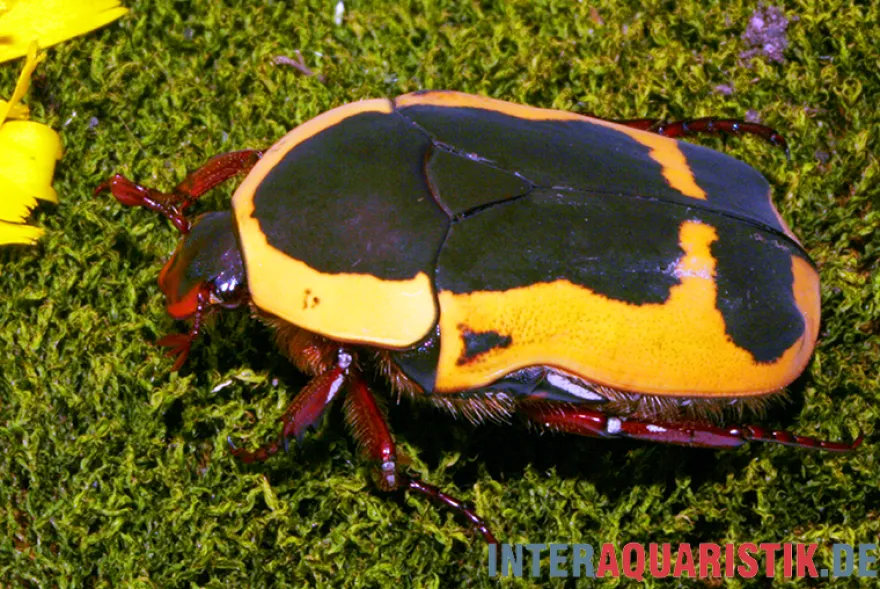 Gelber Rosenkäfer, Pachnoda aemula