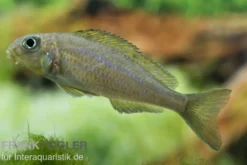Gelber Sandcichlide, Xenotilapia flavipinnis