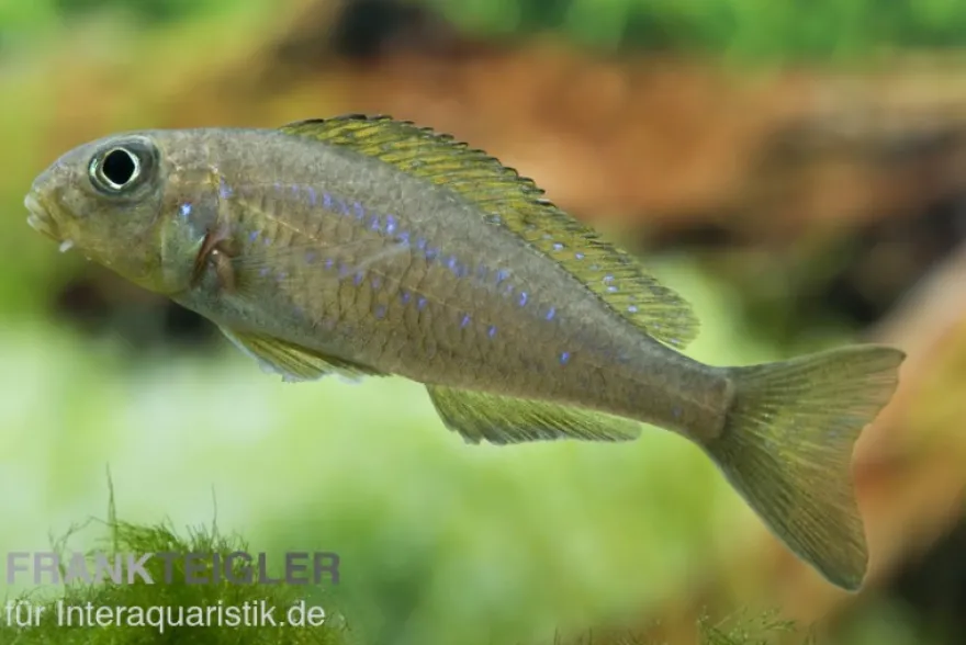 Gelber Sandcichlide, Xenotilapia flavipinnis