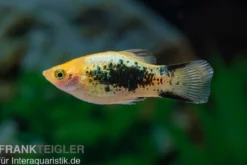 Gelber Tuxedo Komet Platy, Xiphophorus maculatus