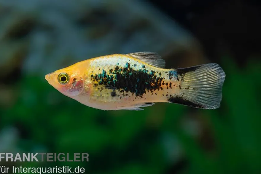 Gelber Tuxedo Komet Platy, Xiphophorus maculatus