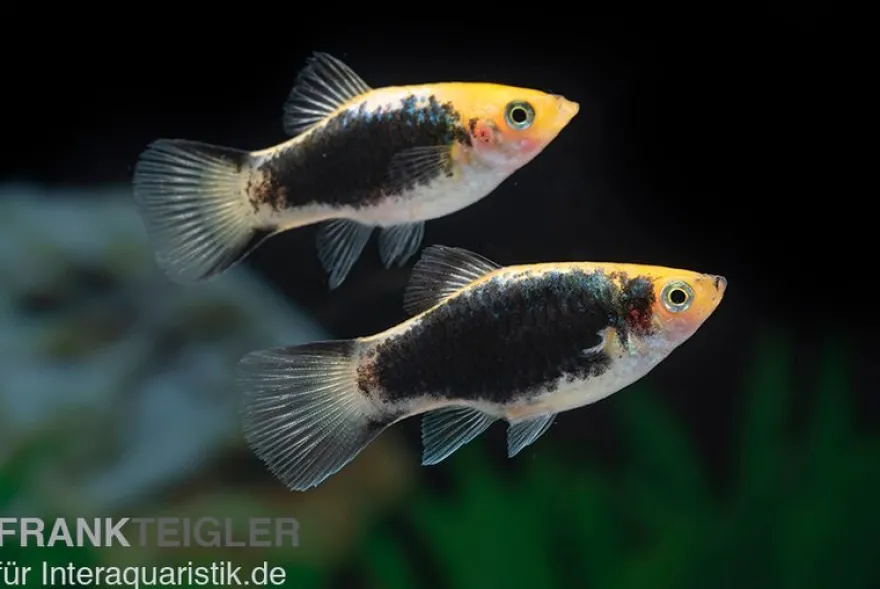Gelber Tuxedo Komet Platy, Xiphophorus maculatus