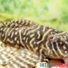 Gelber Zebra-Harnischwels, Yellow Zebra Catfish, L401, Hypancistrus sp.
