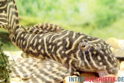 Gelber Zebra-Harnischwels, Yellow Zebra Catfish, L401, Hypancistrus sp.