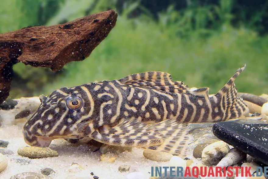 Gelber Zebra-Harnischwels, Yellow Zebra Catfish, L401, Hypancistrus sp.