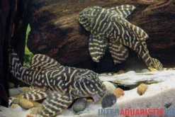 Gelber Zebra-Harnischwels, Yellow Zebra Catfish, L401, Hypancistrus sp.