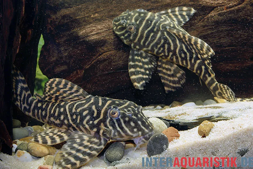 Gelber Zebra-Harnischwels, Yellow Zebra Catfish, L401, Hypancistrus sp.
