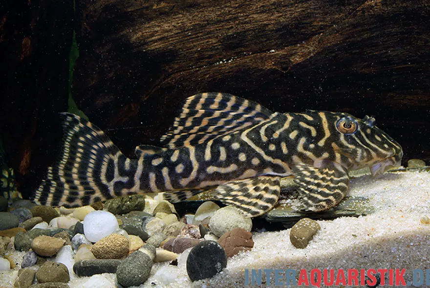 Gelber Zebra-Harnischwels, Yellow Zebra Catfish, L401, Hypancistrus sp.