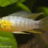 Gelber Zwergbuntbarsch, Apistogramma borelli, paarweise