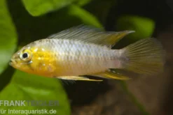 Gelber Zwergbuntbarsch, Apistogramma borelli, paarweise