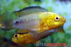 Gelber Zwergbuntbarsch, Apistogramma borelli, paarweise