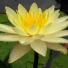 Gelbe Seerose, Nymphaea charlene