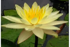 Gelbe Seerose, Nymphaea charlene