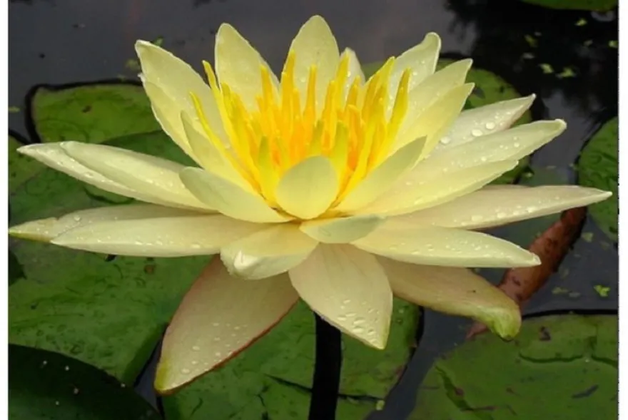 Gelbe Seerose, Nymphaea charlene