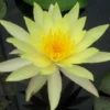 Gelbe Seerose, Nymphaea leuangbaangpra,