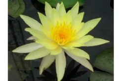 Gelbe Seerose, Nymphaea leuangbaangpra,