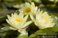 Gelbe Seerose, Nymphaea sp. "Sulphurea", Knolle
