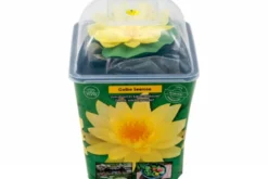 Gelbe Seerose, Nymphaea sp. "Sulphurea", Knolle