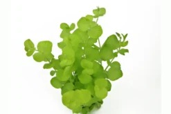 Gelbes Pfennigkraut, Lysimachia nummularia Aurea, Bund