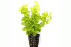 Gelbes Pfennigkraut, Lysimachia nummularia aurea, im Topf
