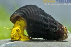 Gelbe Zwergperlhuhnschnecke, Tylomelania sp. Mini Yellow