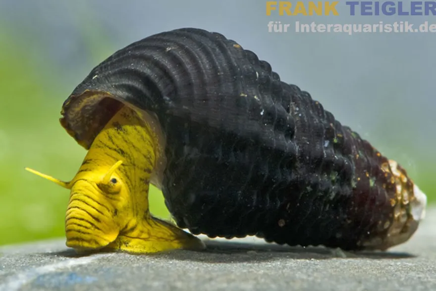 Gelbe Zwergperlhuhnschnecke, Tylomelania sp. Mini Yellow