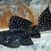 Gelbflecken-Kaktuswels, L97, Pseudacanthicus sp., 10-12 cm