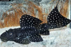 Gelbflecken-Kaktuswels, L97, Pseudacanthicus sp., 10-12 cm