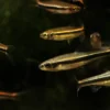Gelbflossenelritze, Notropis lutipinnis (Kaltwasser & Warmwasser), Weißflossenelritze