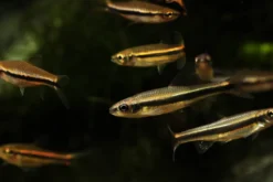 Gelbflossenelritze, Notropis lutipinnis (Kaltwasser & Warmwasser), Weißflossenelritze