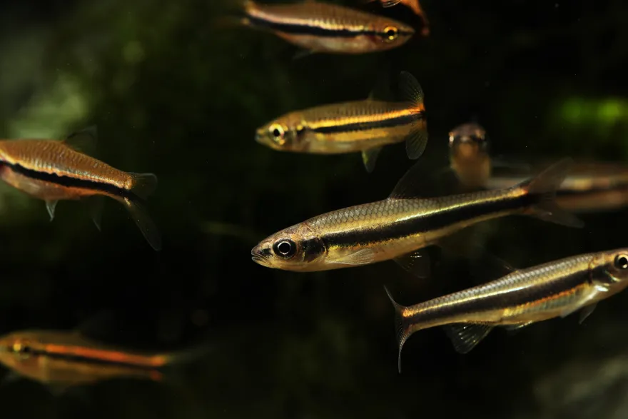 Gelbflossenelritze, Notropis lutipinnis (Kaltwasser & Warmwasser), Weißflossenelritze