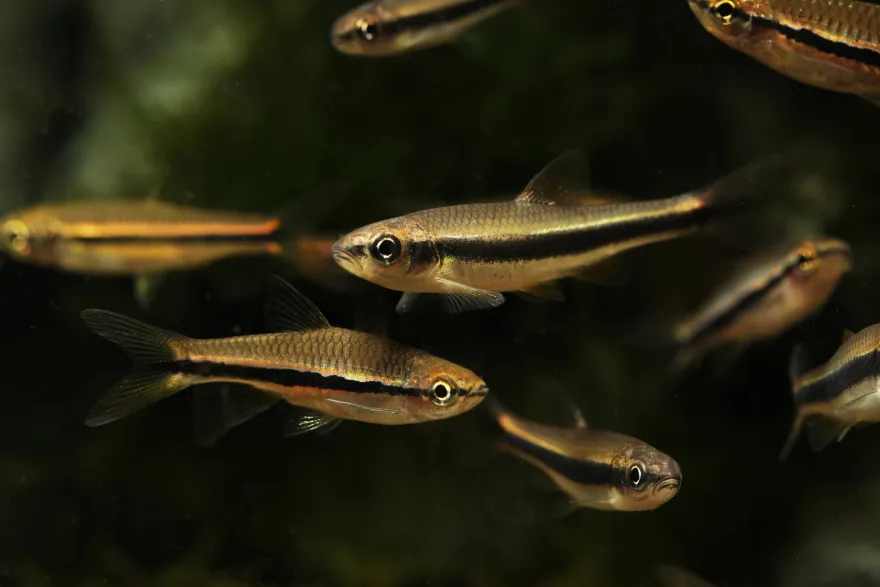 Gelbflossenelritze, Notropis lutipinnis (Kaltwasser & Warmwasser), Weißflossenelritze