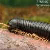 Gelbfüssiger Tausendfüßer, Microtrullius uncinatus