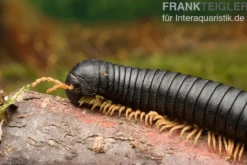 Gelbfüssiger Tausendfüßer, Microtrullius uncinatus