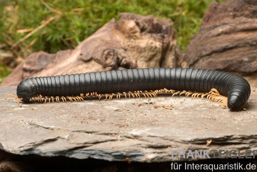Gelbfüssiger Tausendfüßer, Microtrullius uncinatus