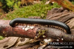 Gelbfüssiger Tausendfüßer, Microtrullius uncinatus