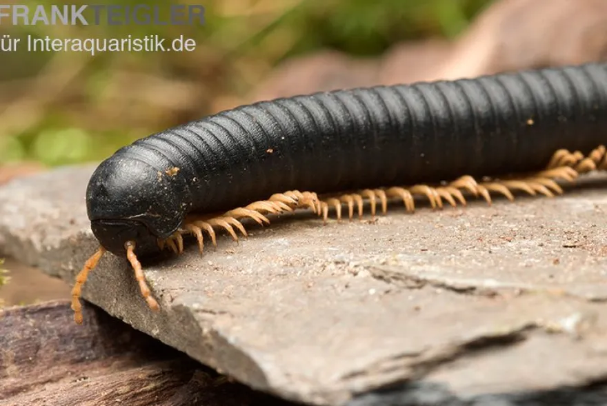 Gelbfüssiger Tausendfüßer, Microtrullius uncinatus