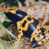 Gelbgebänderter Baumsteiger, Dendrobates leucomelas "Puerto Ayacucho"