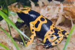 Gelbgebänderter Baumsteiger, Dendrobates leucomelas "Puerto Ayacucho"