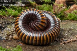Gelbgebänderter Riesentausendfüßer, Pelmatojulus ligulatus
