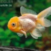 Gelbkopforanda, Carassius auratus (Kaltwasser)